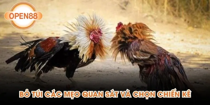 Bỏ túi các mẹo quan sát và chọn chiến kê