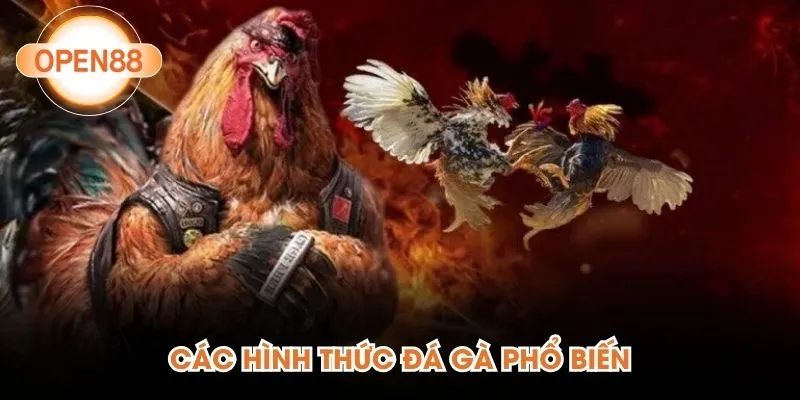 Các hình thức đá gà phổ biến