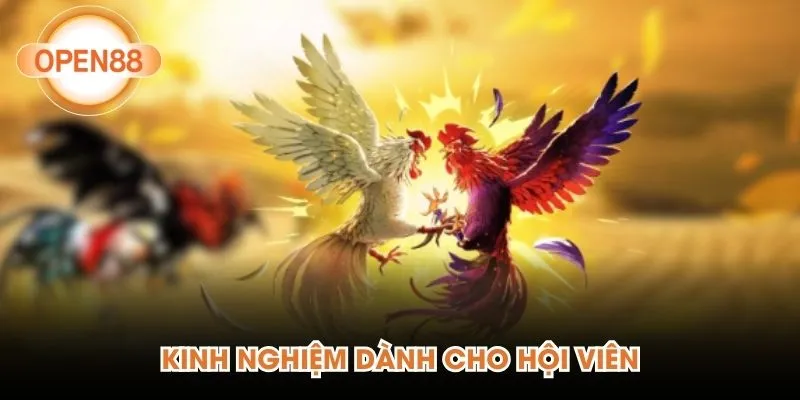 Kinh nghiệm dành cho hội viên