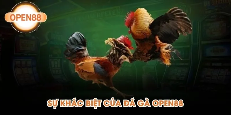 Sự khác biệt của đá gà Open88
