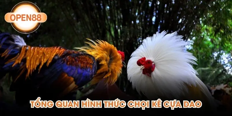 Tổng quan hình thức chọi kê cựa dao